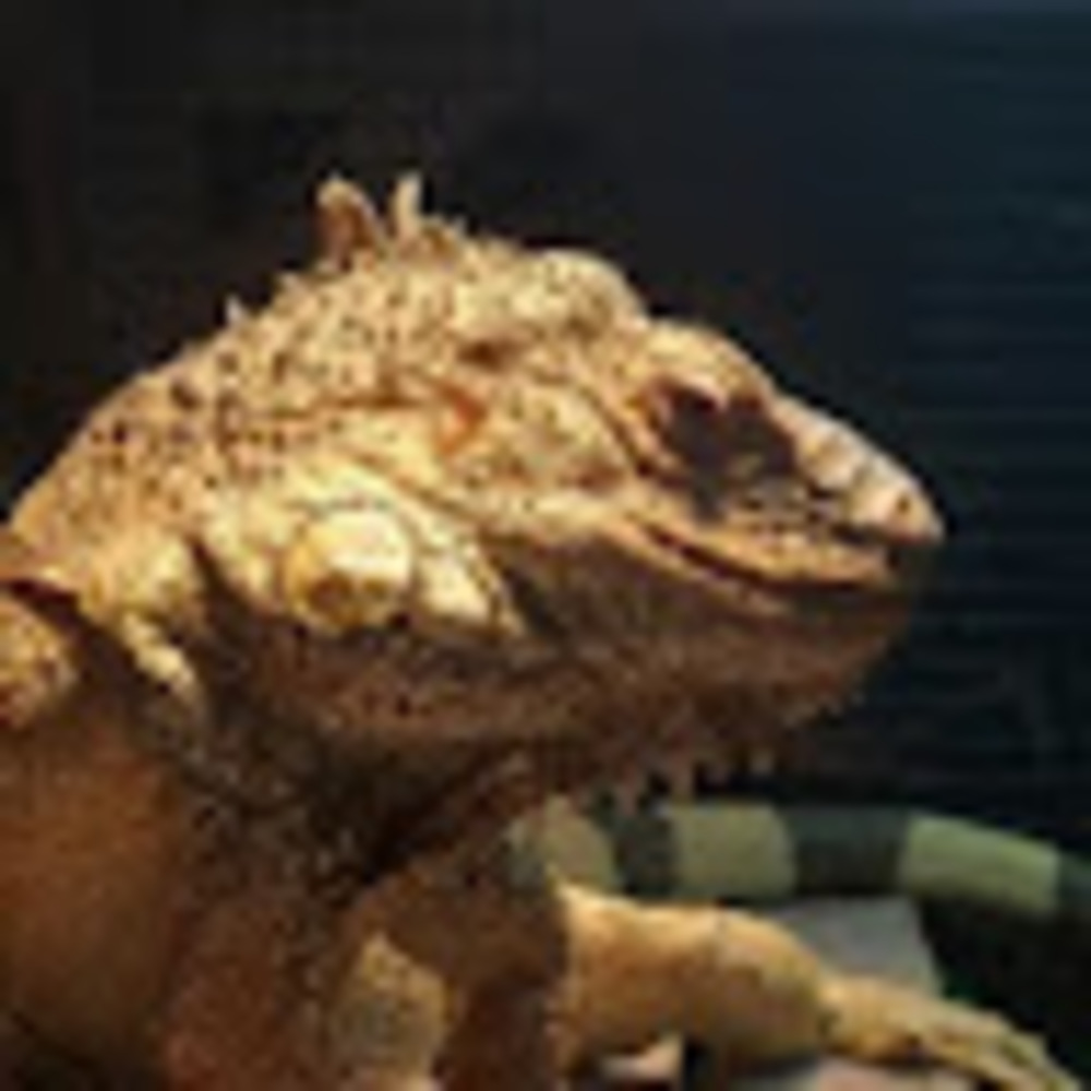 Meet your Posher, Isabella